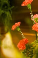 The Pearl Collection