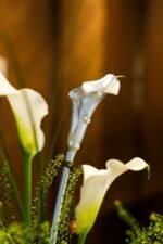 The Pearl Collection - Image 3