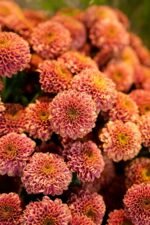 The Winter Edition - Image 5