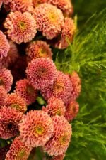 The Winter Edition - Image 4