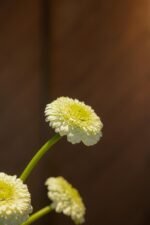 White Garden Blooms - Image 2